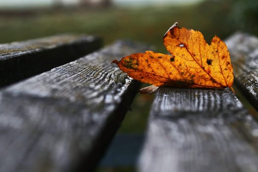 A red-golden autumn leaf on a wooden bench. An autumn leaf in the dark cold autumn