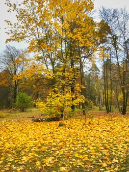 Beautiful autumn maple tree in the forest with golden leaves