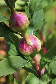 Macro of insect galls on a plant stem.