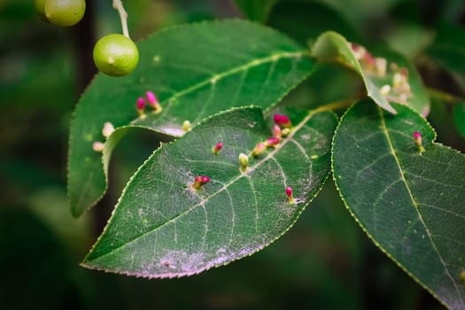 Cherry leaves covered in small gall growths.
