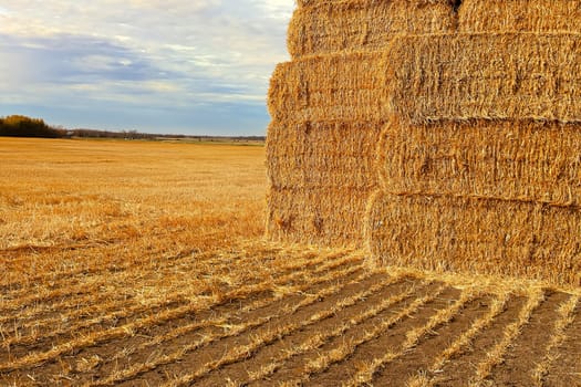 Rows of cut straw leading to a stack of bales.