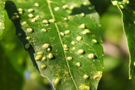 Closeup view of galls covering ash leaves.