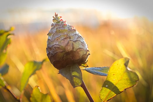A willow gall with a sunset background.