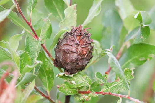 Macro of a pinecone gall on a willow tree.