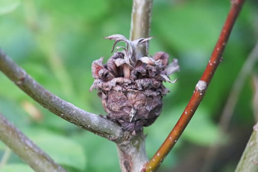 Macro of an old pinecone willow gall midge growth.