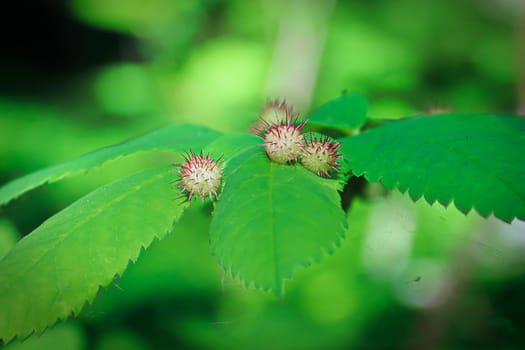 Spiky gall growths on a wild rose bush.