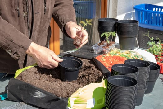 Young tomato seedlings that have been grown from seeds in the greenhouse are placed in larger planters in the spring. The gardener now uses nutrient-rich soil.