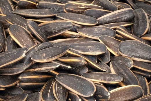 Sunflower Seed, close up and studio shot format filling
