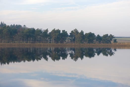 Reflected conifer trees over calm gently rippled water. Taken at redmires reservoirs in fulwood near sheffield. Symmetrical horizontal mirror line.