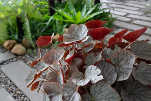 Variety plants on way home garden, stock photo