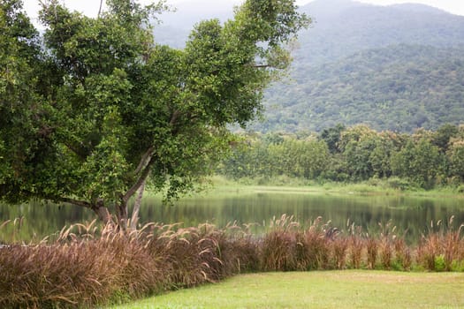 Water pond view of reeds grass flower, stock photo