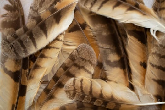 Long eared owl bird Asio otus feathers texture