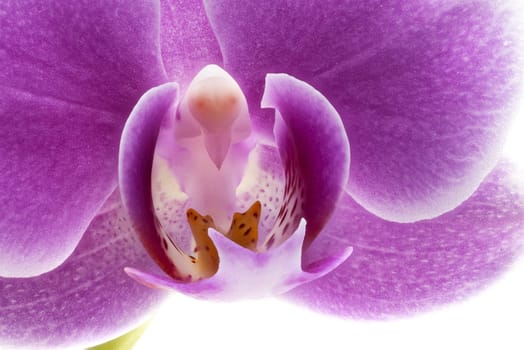 Orchid Purple Close Up, studio shot of beautiful tropical flower  head