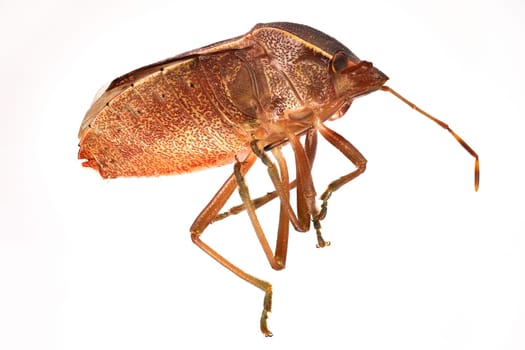 Brown Stink Bug, close up and studio shot of insect with white background