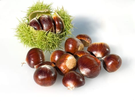Chestnut in shell on white background