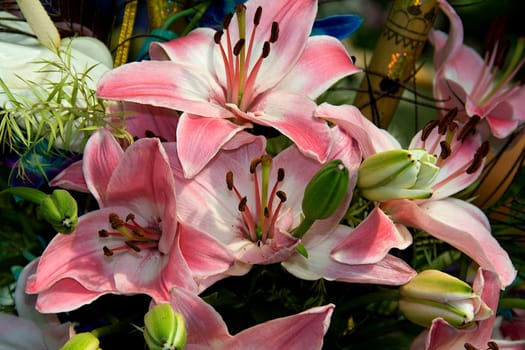 Bunch of pink stargazer lily flowers and buds at Republic Day Horticultural Show in Lalbagh Botanical Garden, Bengaluru, Karnataka, India, Asia