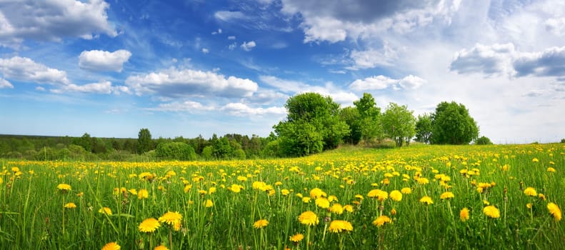 Field with yellow dandelions and blue sky