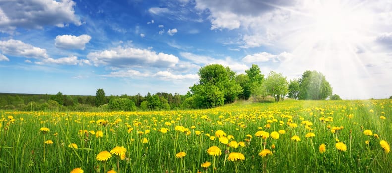 Field with yellow dandelions and blue sky