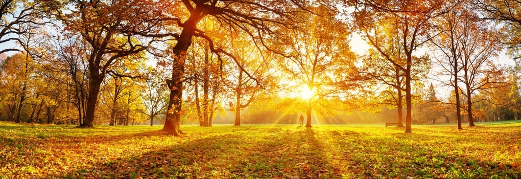 trees with multicolored leaves in the park