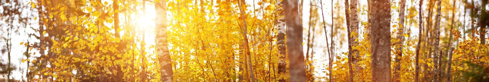 trees with multicolored leaves on the grass in the park. birch foliage in sunny autumn. Sunlight in early morning in forest