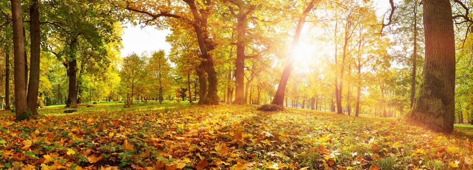 trees with multicolored leaves in the park