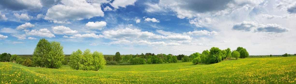 Field with yellow dandelions and blue sky