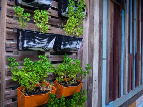 Small green purple and different color leafy plant pots hanging to wooden wall