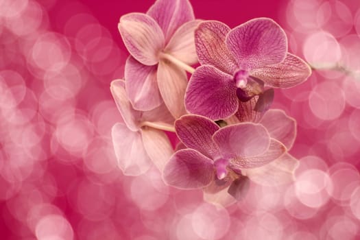 Beautiful pink orchid  -  phalaenopsis with bokeh