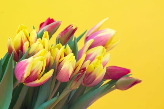 bouquet of tulips on yellow background