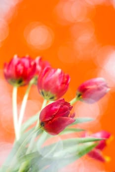bouquet of tulips with bokeh