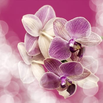 Beautiful pink orchid  -  phalaenopsis with bokeh