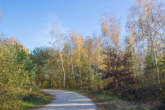 Landscape in the National Park Maasduinen in the Netherlands