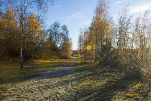 Landscape in the National Park Maasduinen in the Netherlands