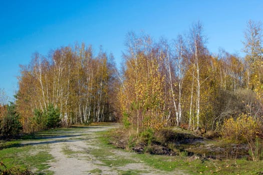 Landscape in the National Park Maasduinen in the Netherlands