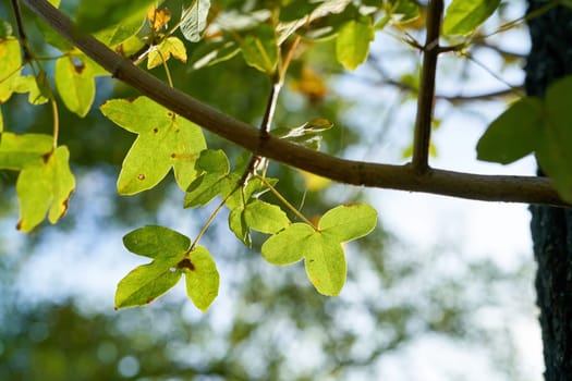 Leaves of a Montpellier maple (Acer monspessulanum) in autumn in a park