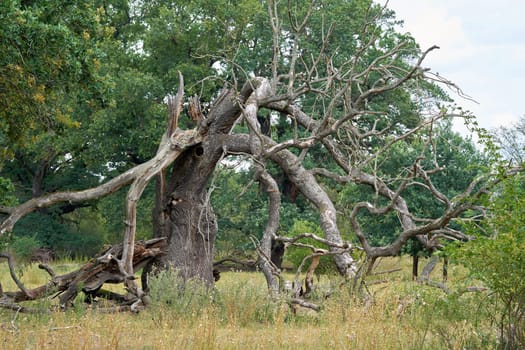 dead old oak tree in Herrenkrugpark on the River Elbe near Magdeburg