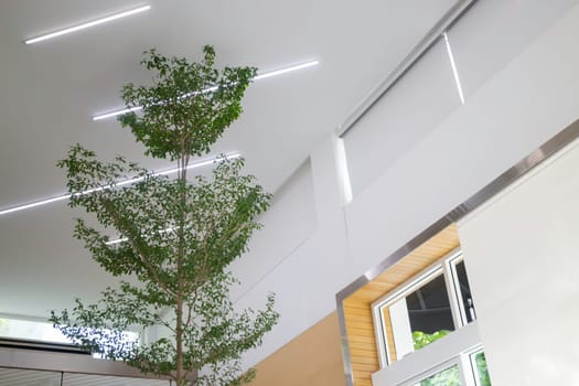 Indoor plant of bright living room, stock photo