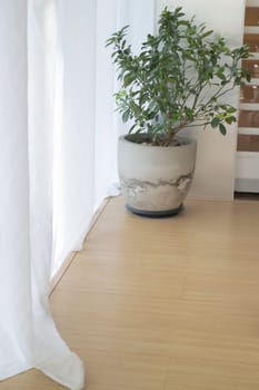 Indoor plant of bright living room, stock photo