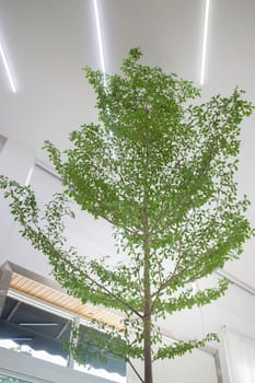 Indoor plant of bright living room, stock photo
