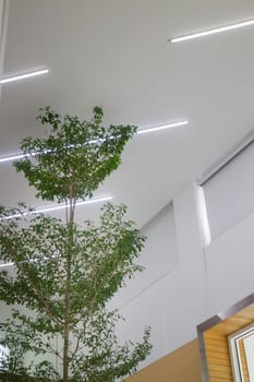 Indoor plant of bright living room, stock photo