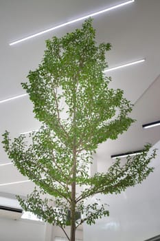 Indoor plant of bright living room, stock photo
