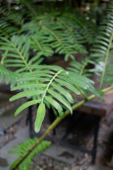 Green ferns plant pot in resort, stock photo