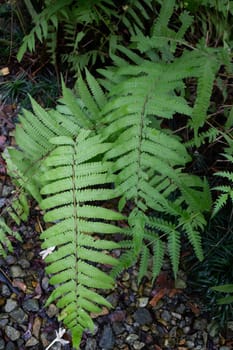 Green ferns plant pot in resort, stock photo