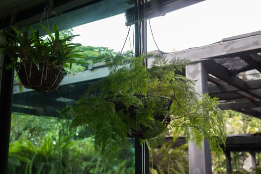 Green ferns hanging plant pot in resort, stock photo