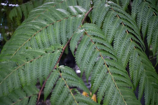 Green ferns plant pot in resort, stock photo