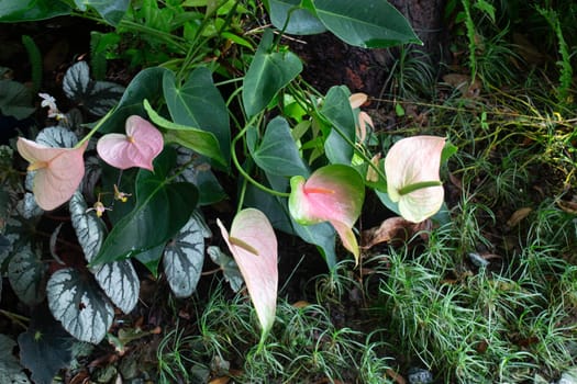 Green plant pots in the garden, stock photo