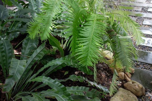 Green ferns plant pot in resort, stock photo