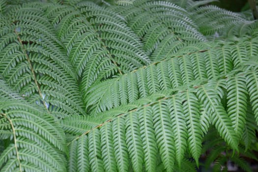 Green ferns plant pot in resort, stock photo