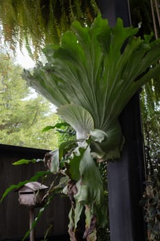 Green ferns hanging plant pot in resort, stock photo