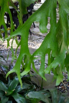 Green ferns hanging plant pot in resort, stock photo